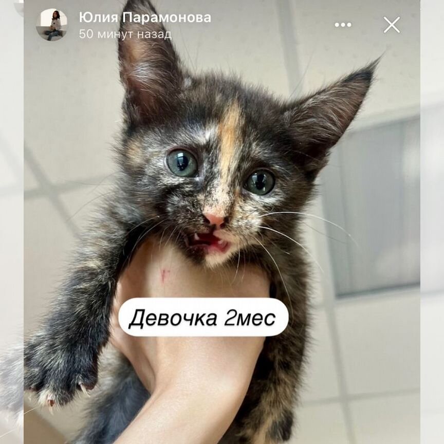 Котенок в добрые руки