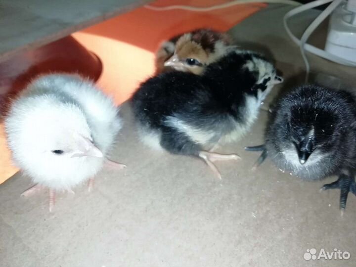 Цыплята несушки суточные и подрощенные