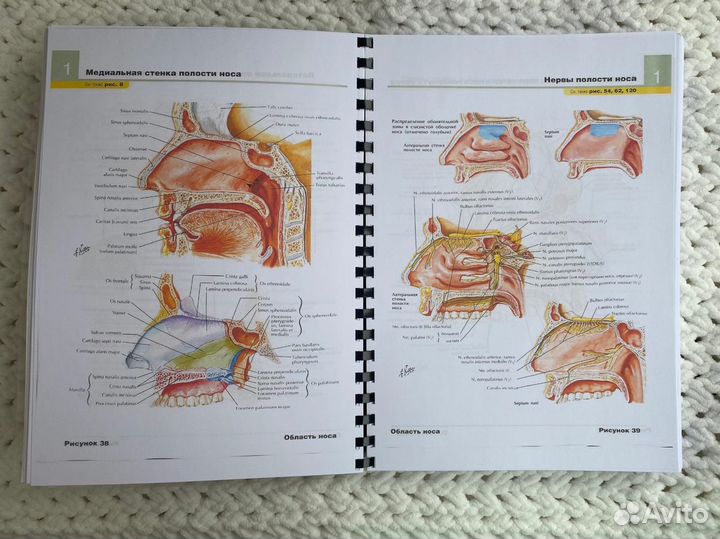 Атлас анатомии человека