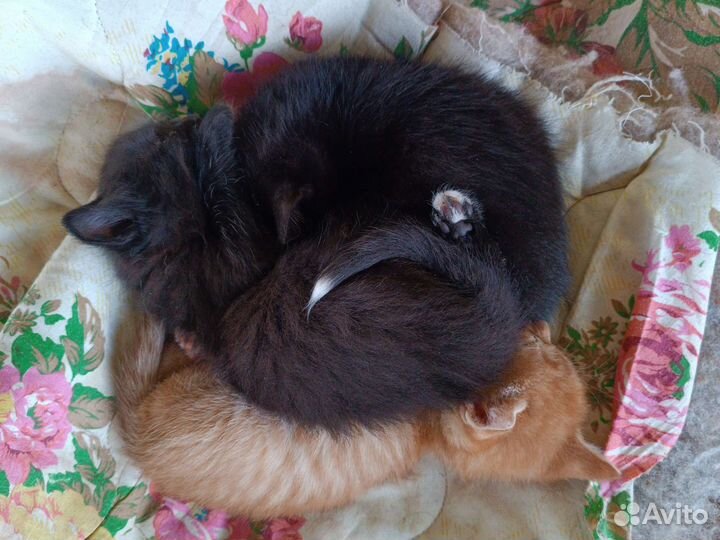 Котята мышеловки в добрые руки