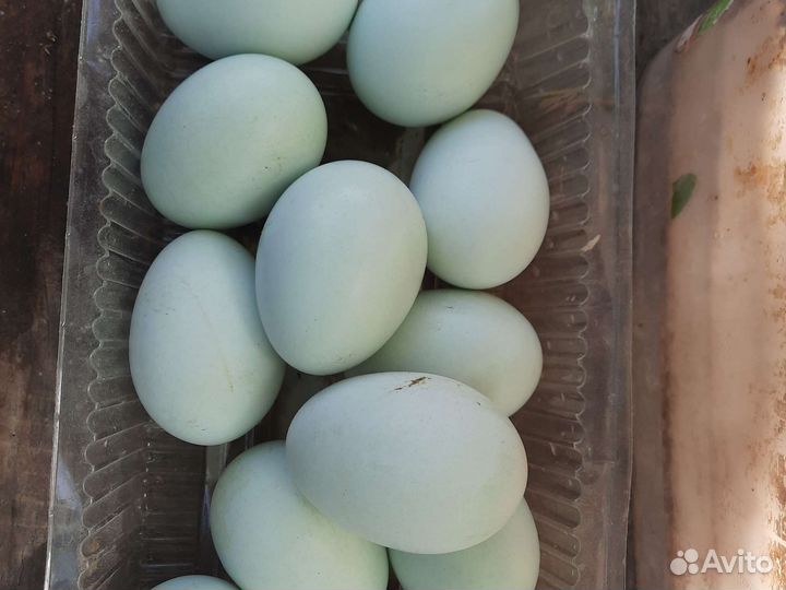 Инкубационное яйцо