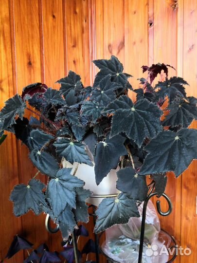 Бегония Клеопатра