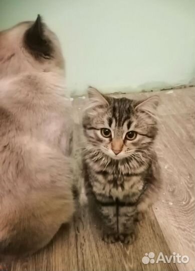 Сибирская кошечка (котёнок ) 4 месяца