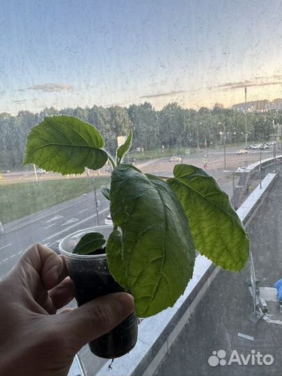 Экзотические плодовые растения