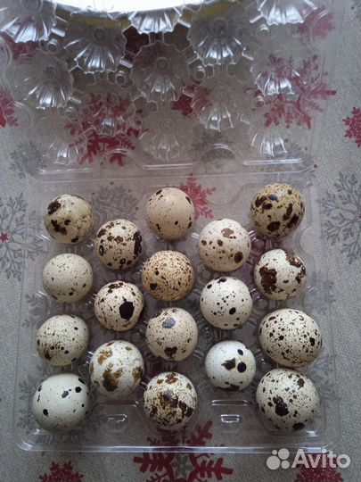 Яйцо перепелиное с доставкой