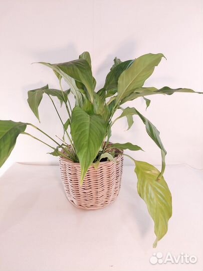 Кашпо ручной работы