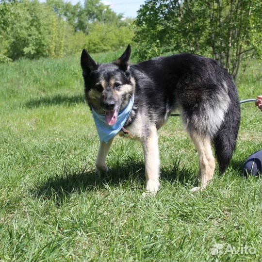 Красивый пес Янек ищет семью