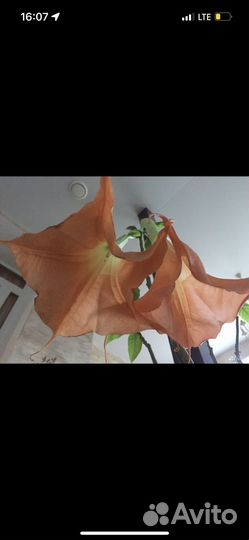 Бругмансия