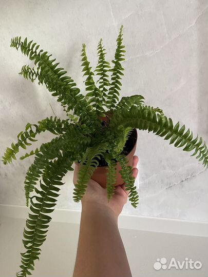 Комнатное растение Папоротник нефролепис