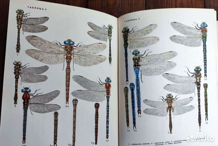5 книг разных, насекомые, рыбы, животные, мхи