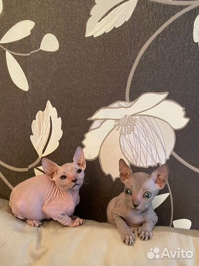 Канадский сфинкс