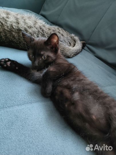 Кошка в дар