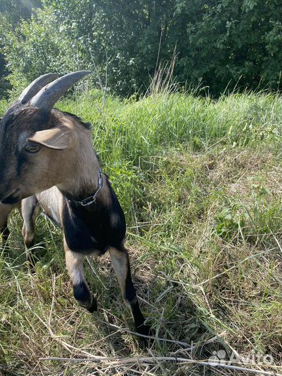 Нубийский козел