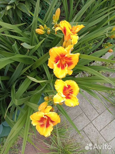 Многолетники садовые