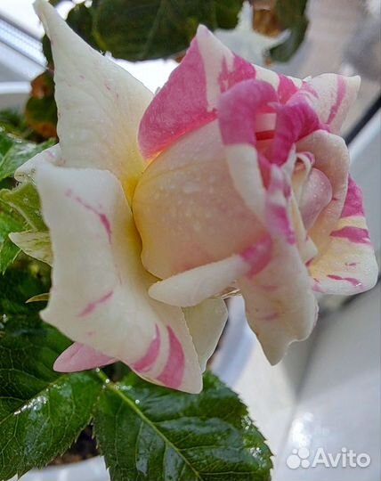 Роза комнатная домашняя