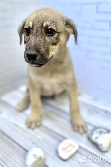 Щенки в хорошие руки