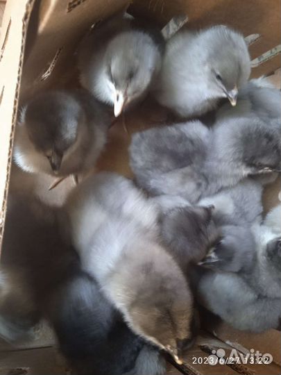 Суточные цыплята Доминант на 4 июля