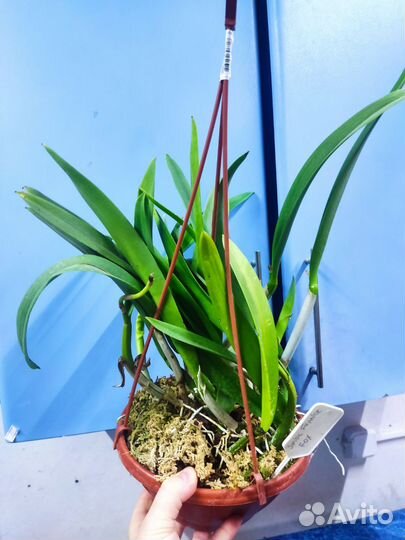 Орхидея. Каттлея Французкая Лиса