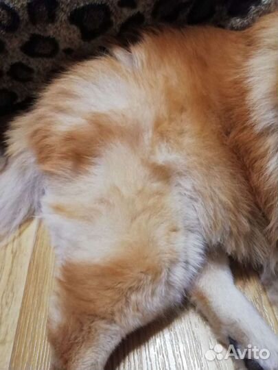 Собачья шерсть