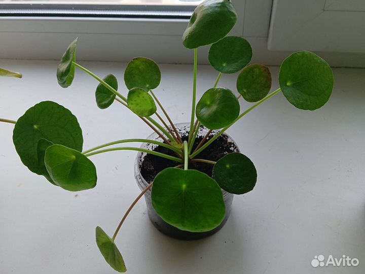 Пилея,Трандексация рео