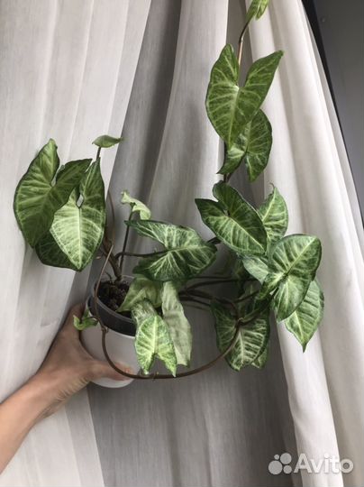 Сингониум бабочка