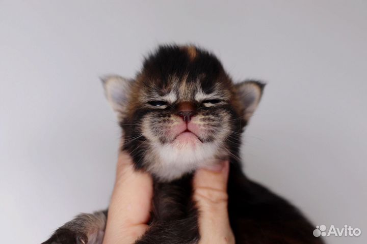 Мейн-кун супер пупсик, питомник