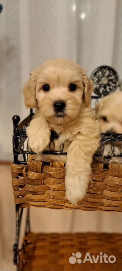 Мальтипу ф1 мини