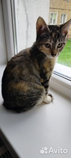 Кошка в дар бесплатно