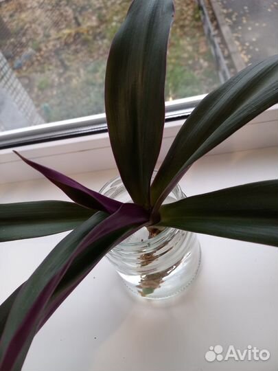 Традесканция