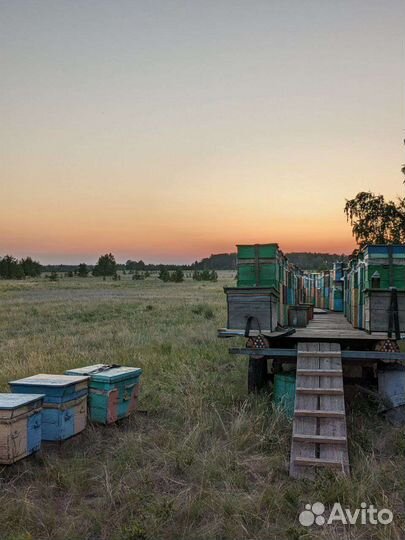 Мед с личной пасеки. Доставка. Прополис
