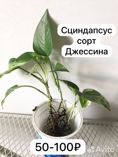 Комнатные растения