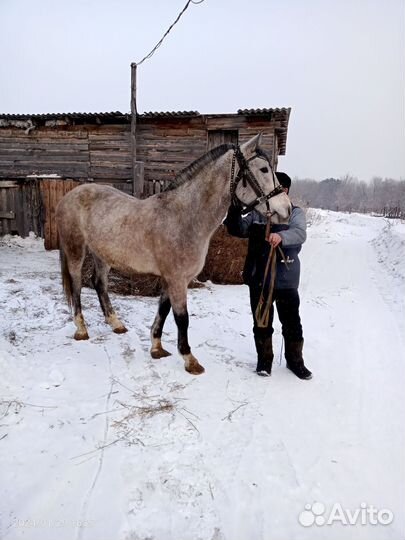 Лошадь