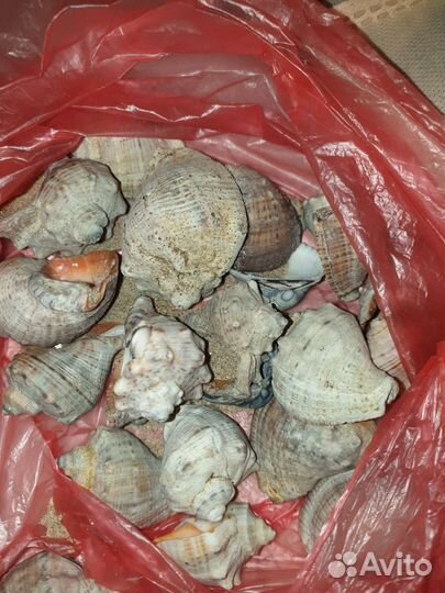 Морская галька, ракушки, камушки