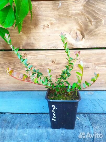 Клюква садовая (саженцы)