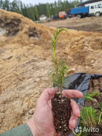 Саженцы сосны зкс оптом