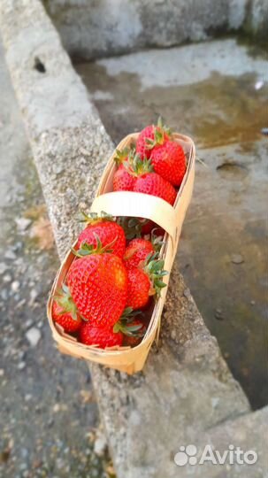 Лукошки 250г