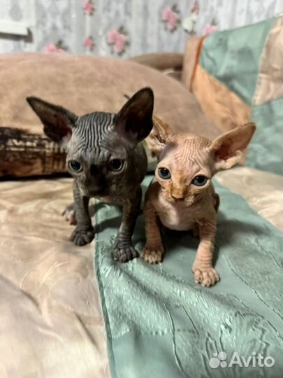 Канадский сфинкс