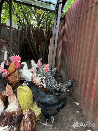 Молодые петухи