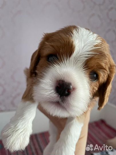 Щенки Кавалер кинг чарльз спаниель
