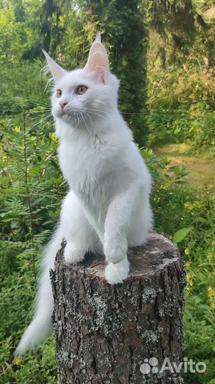 Белый Мейн-кун котенок
