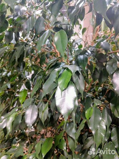 Бенджамина Фикус в горшке с автополивом lechuza