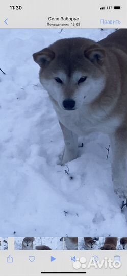 Сиба ину девочка в добрые руки