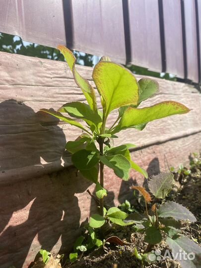 Саженцы барбариса