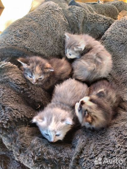 Котята отдам в добрые руки бесплатно