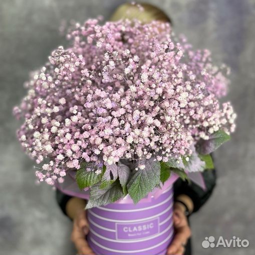 Цветы гипсофилы