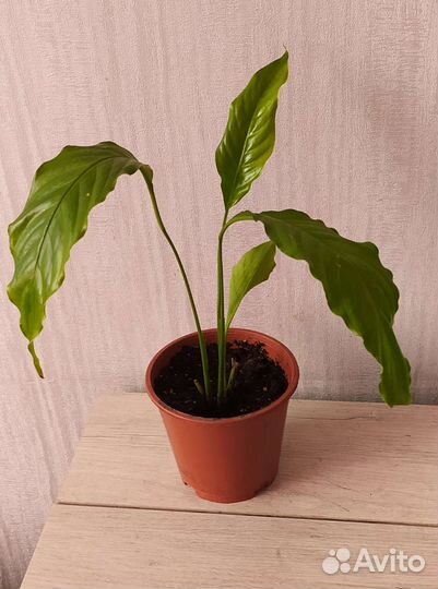 Спатифиллум - женское счастье (отростки)