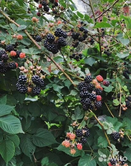 Ежевика отростки обмен