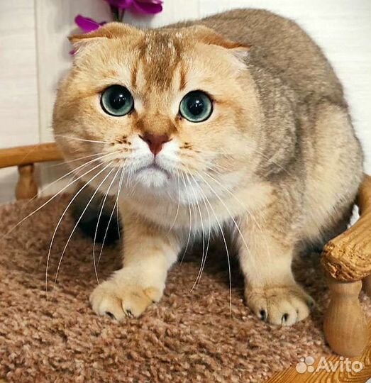 Кот в разведение, готов к отправке на авиа и жд