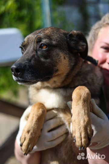 Никому не нужный пес