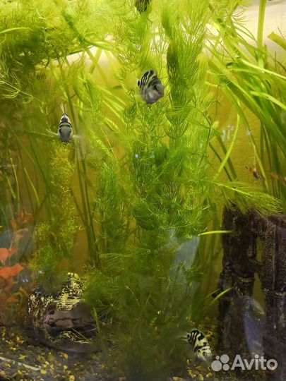 Аквариумные растения